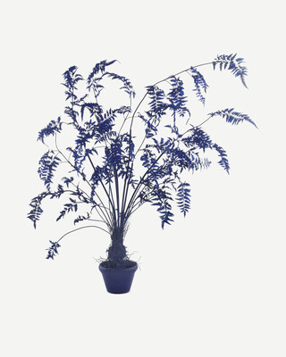Fern In Pot - S