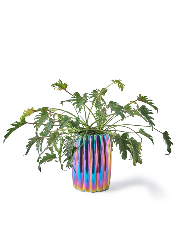 plant pot curvy oily, Multi-colour, large