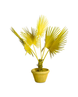 Fan palm in pot yellow, Yellow, small