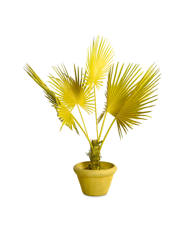 Fan palm in pot yellow, Yellow, large