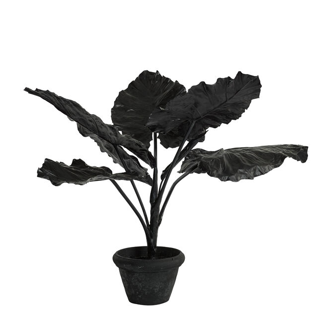 Taro in pot dark red, Black, large