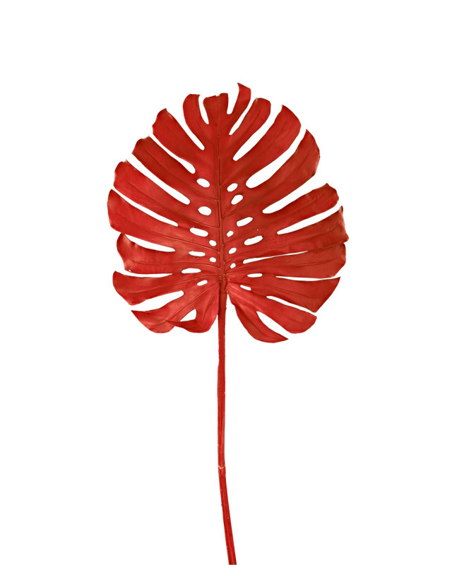 Monstera leaf light blue, Coral red, large