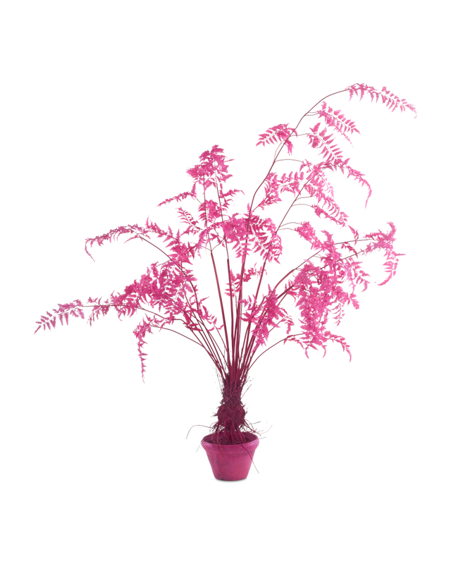 Fern in pot pink small, Light pink, large